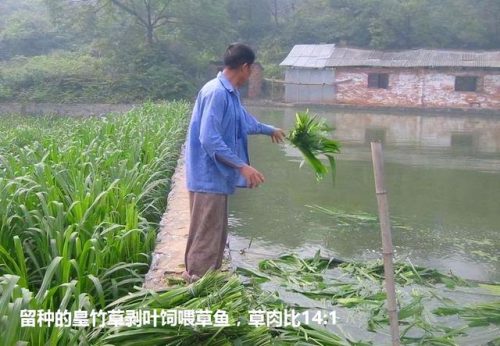 广西草类品种排名前十(广西野生植物大全图)插图18