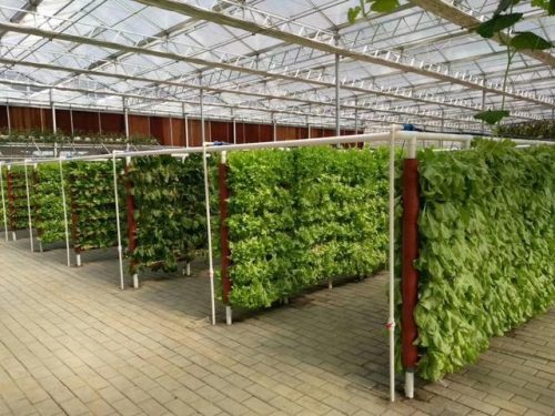 暖棚种植品种排名前十(适合大棚种植的花有哪些)插图