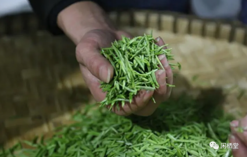 茶树排行榜(3200年古树茶1068万)插图14