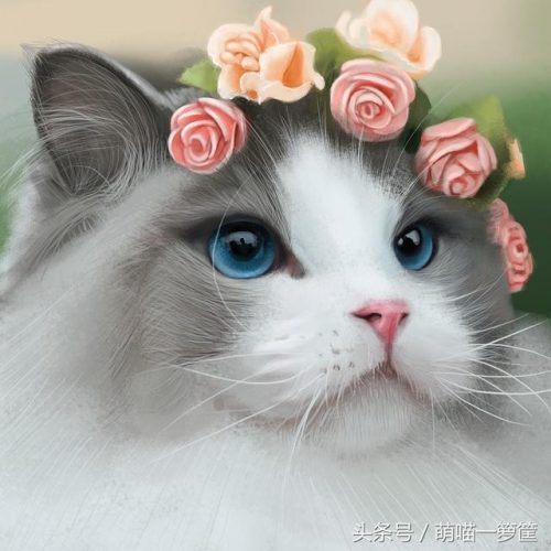 全网排名前十的小猫(母猫完全不管小猫)插图5