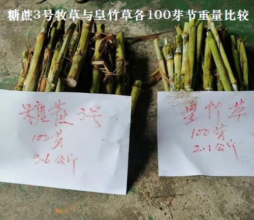 广西草类品种排名前十(广西野生植物大全图)插图1