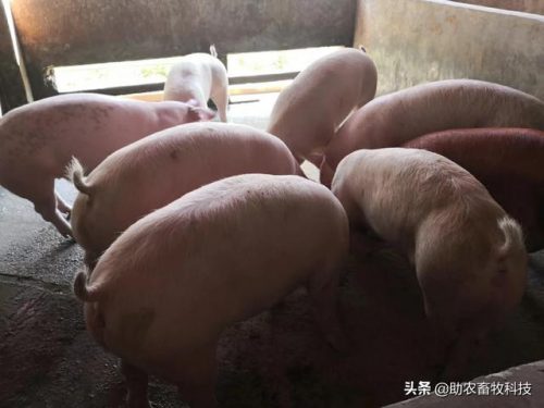 广西草类品种排名前十(广西野生植物大全图)插图32
