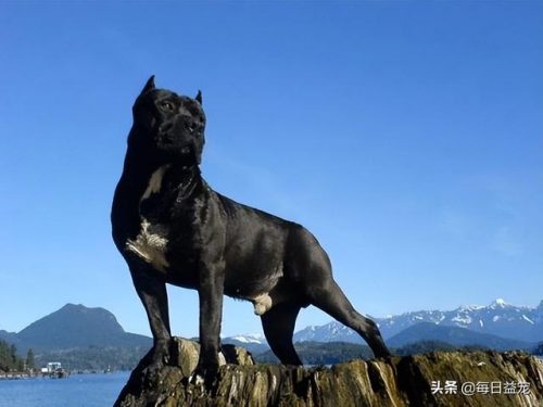 十大禁犬排行榜(中国十大禁养犬分别是)插图4
