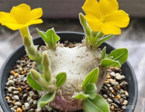 多肉植物的价格排行榜(多肉植物一般价格表)插图7