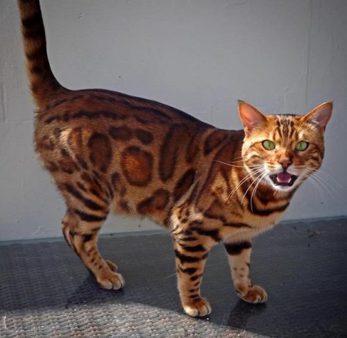 排名前十的猫总(世界上最聪明的猫排名前十名)插图6