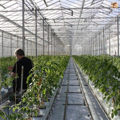 暖棚种植品种排名前十(适合大棚种植的花有哪些)插图11