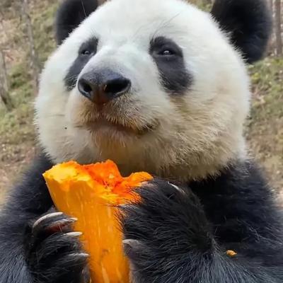 排行榜熊猫(熊猫的战斗力在熊排名第几)插图28