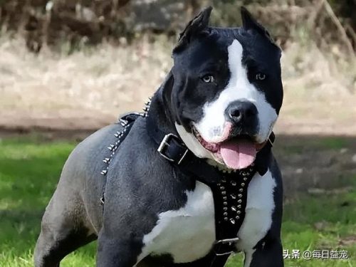 十大禁犬排行榜(中国十大禁养犬分别是)插图