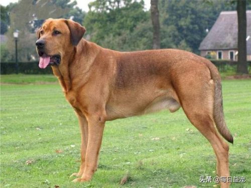十大禁犬排行榜(中国十大禁养犬分别是)插图3