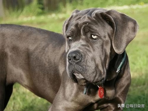 十大禁犬排行榜(中国十大禁养犬分别是)插图11