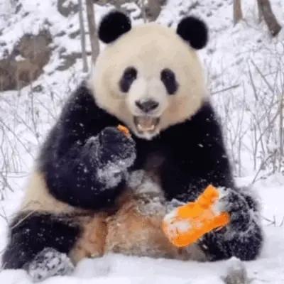 排行榜熊猫(熊猫的战斗力在熊排名第几)插图26