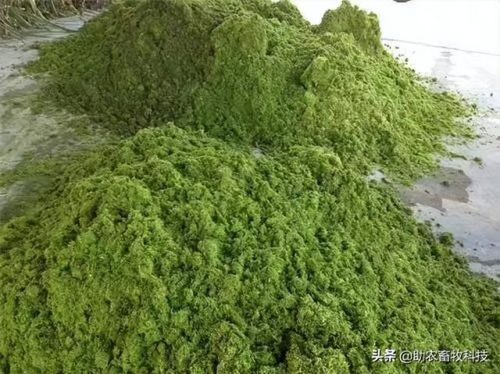 广西草类品种排名前十(广西野生植物大全图)插图30