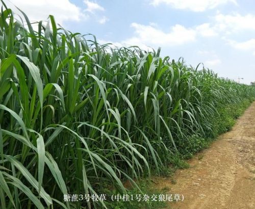 广西草类品种排名前十(广西野生植物大全图)插图4