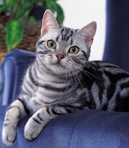 猞猁排行榜(哪种猞猁体型最大)插图12