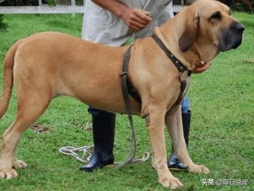 十大禁犬排行榜(中国十大禁养犬分别是)插图2