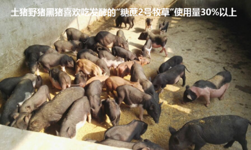 广西草类品种排名前十(广西野生植物大全图)插图29