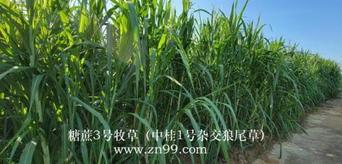 广西草类品种排名前十(广西野生植物大全图)插图