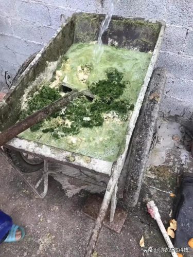 广西草类品种排名前十(广西野生植物大全图)插图31