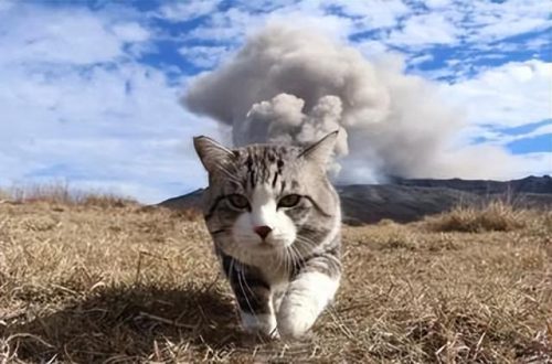 猞猁排行榜(哪种猞猁体型最大)插图14