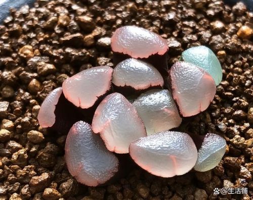 多肉植物的价格排行榜(多肉植物一般价格表)插图5