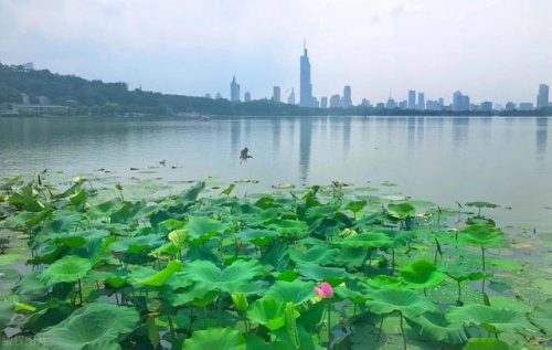 南京旅游景点排行榜(南京旅游需要提前预约的景点)插图35