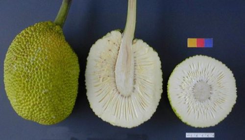 世界各州主食排名前十(世界各国的主食都是什么)插图29