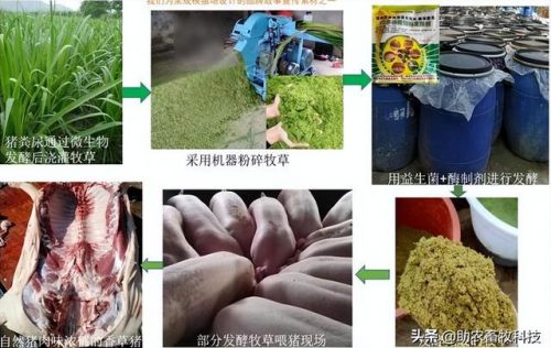 广西草类品种排名前十(广西野生植物大全图)插图37