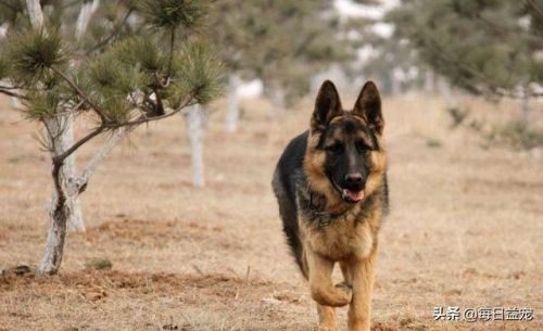 十大禁犬排行榜(中国十大禁养犬分别是)插图9