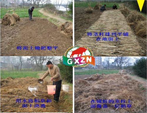 广西草类品种排名前十(广西野生植物大全图)插图10