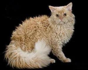 排名前十的猫总(世界上最聪明的猫排名前十名)插图7