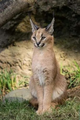 排名前十的猫总(世界上最聪明的猫排名前十名)插图2