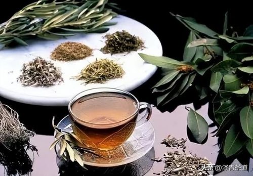 新疆茶树品种排名前十(茶树苗什么品种好)插图11