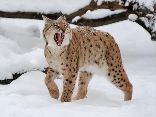 猞猁排行榜(哪种猞猁体型最大)插图6
