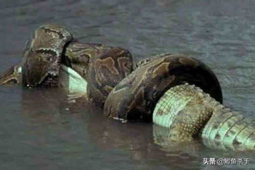 电鳗排行榜(狼鳗和电鳗哪个厉害)插图4