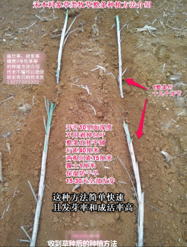 广西草类品种排名前十(广西野生植物大全图)插图8