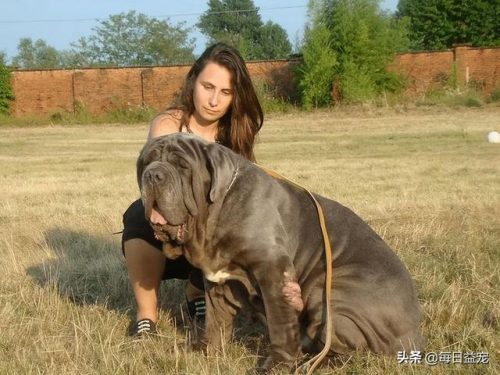 十大禁犬排行榜(中国十大禁养犬分别是)插图10