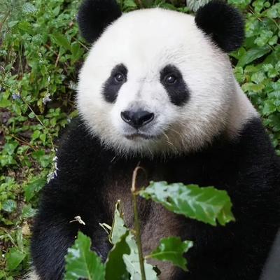 排行榜熊猫(熊猫的战斗力在熊排名第几)插图27