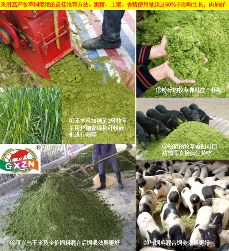 广西草类品种排名前十(广西野生植物大全图)插图15