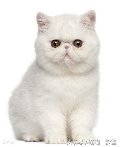 全网排名前十的小猫(母猫完全不管小猫)插图