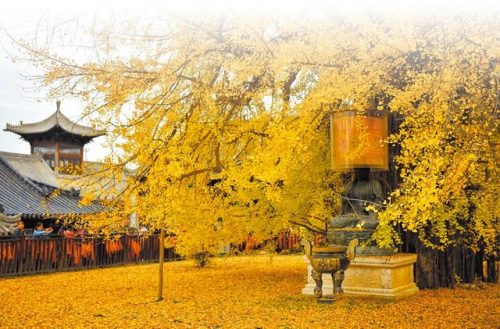 大树排行榜(世界最高树700米)插图2