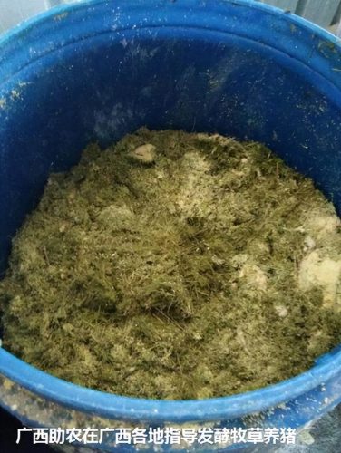 广西草类品种排名前十(广西野生植物大全图)插图27
