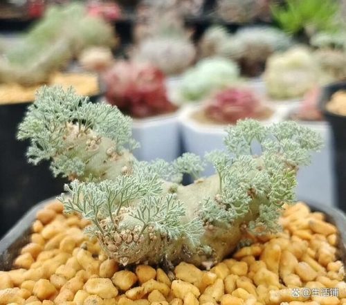 多肉植物的价格排行榜(多肉植物一般价格表)插图1