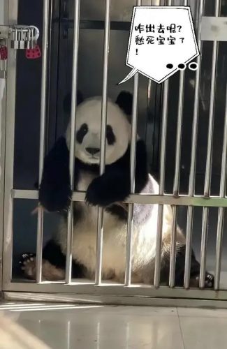 排行榜熊猫(熊猫的战斗力在熊排名第几)插图7