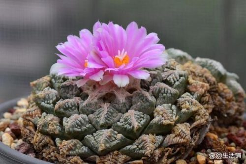 多肉植物的价格排行榜(多肉植物一般价格表)插图8