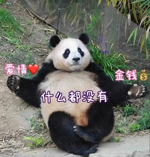 排行榜熊猫(熊猫的战斗力在熊排名第几)插图