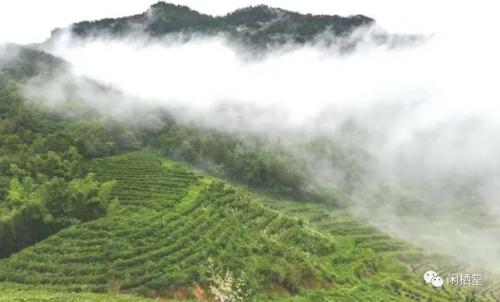 茶树排行榜(3200年古树茶1068万)插图32