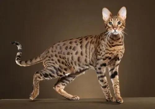 排名前十的猫总(世界上最聪明的猫排名前十名)插图5
