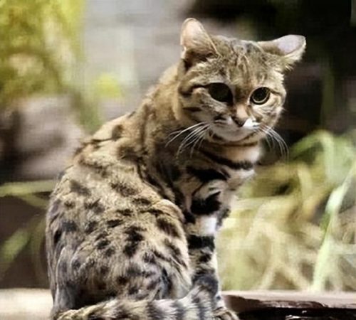 猞猁排行榜(哪种猞猁体型最大)插图4