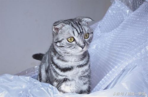 全网排名前十的小猫(母猫完全不管小猫)插图10
