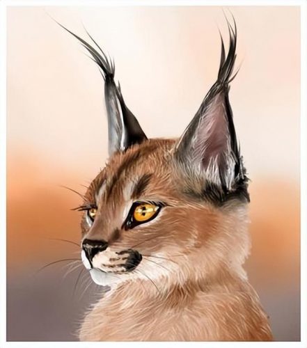 猞猁排行榜(哪种猞猁体型最大)插图18